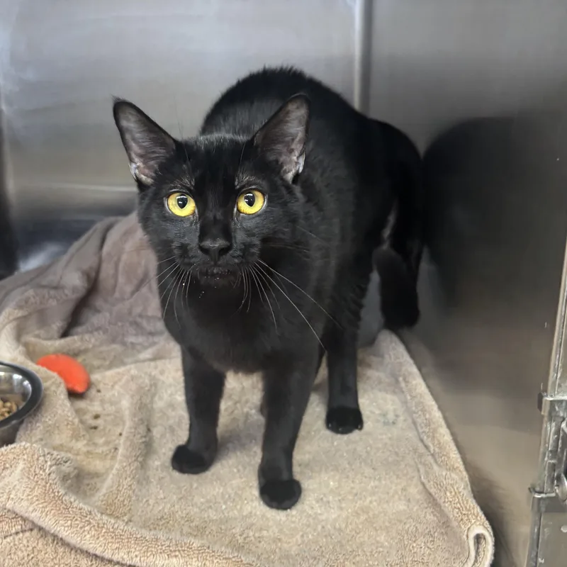 A young small-sized female Black Domestic Short Hair cat named Harriet for adoption in Washington, UT