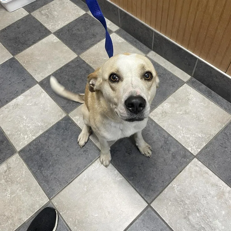 An adult medium-sized female White / Cream Mixed Breed dog named Luci for adoption in Norfolk, NE