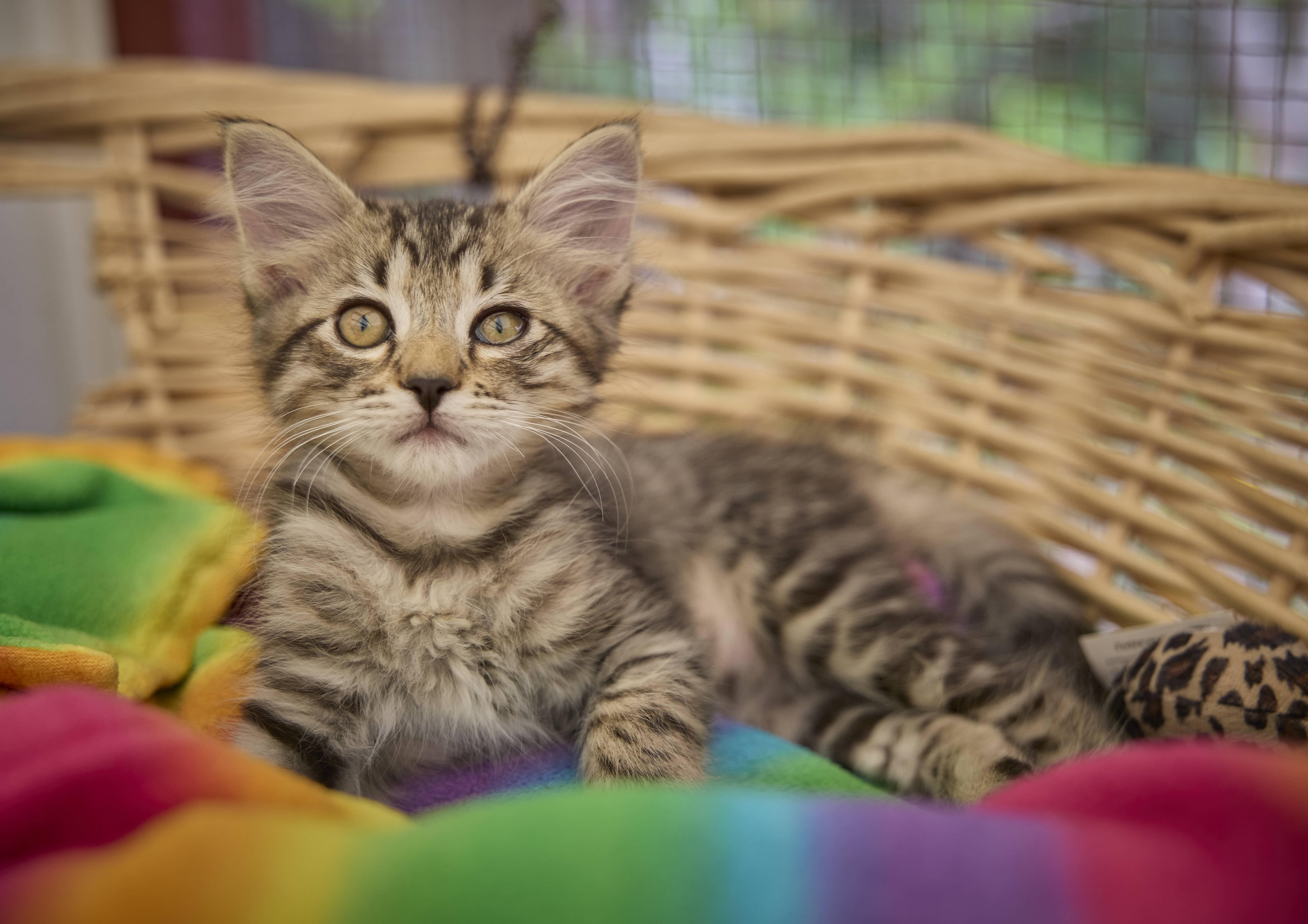 A baby medium-sized female Domestic Long Hair cat named Twyla for adoption in Santa Barbara, CA