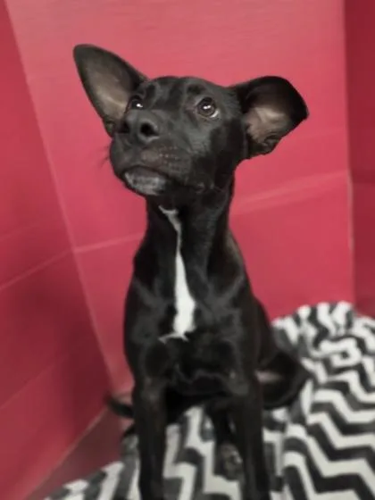 An adult medium-sized female Australian Cattle Dog / Blue Heeler dog named Lucy Lu for adoption in Houston, TX