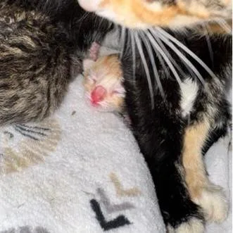 A baby small-sized male Orange / Red Domestic Short Hair cat named Bloop for adoption in West Palm Beach, FL