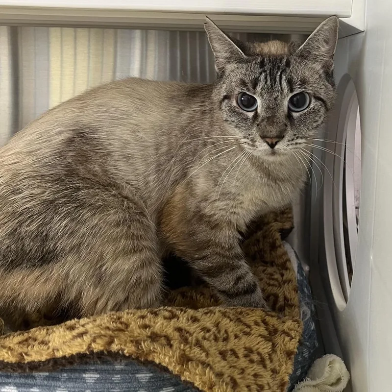 An adult medium-sized female Smoke Domestic Short Hair cat named Mc Bride for adoption in Madisonville, TN