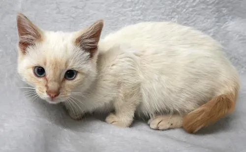 A young medium-sized male Domestic Short Hair cat named Curbs for adoption in Thief River Falls, MN