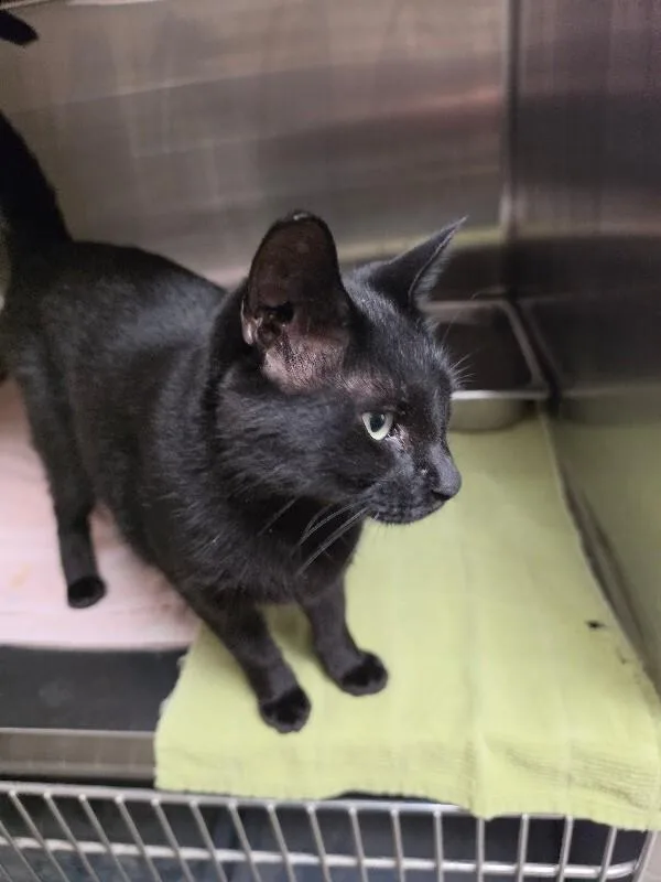 An adult medium-sized male Domestic Short Hair cat named Max for adoption in Bluffton, IN