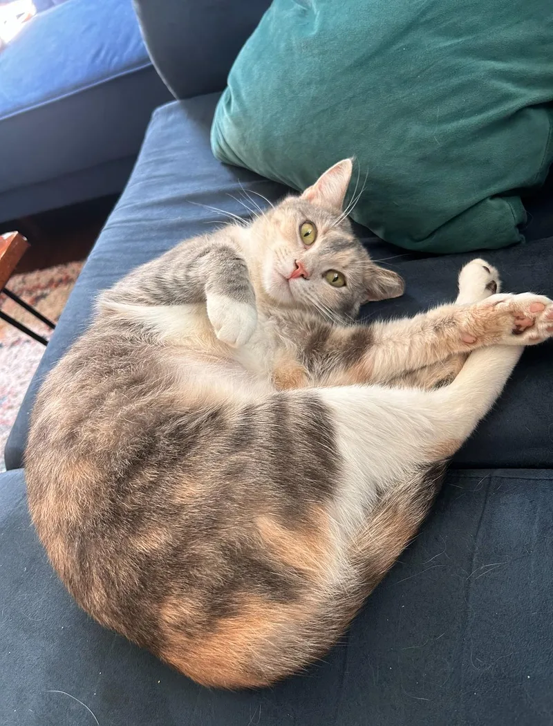 A young medium-sized female Dilute Tortoiseshell Domestic Short Hair cat named Sugar for adoption in Nashville, TN