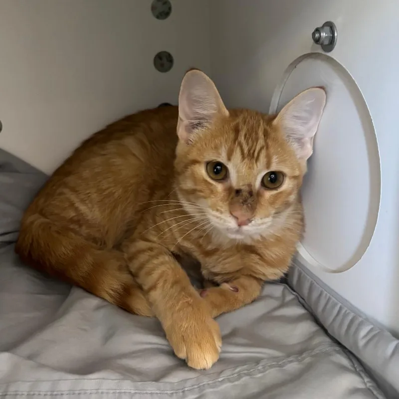 A young medium-sized male Orange / Red Domestic Short Hair cat named Titan for adoption in Springtown, TX