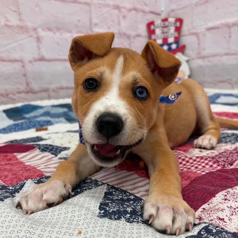 A baby small-sized female Yellow / Tan / Blond / Fawn Pit Bull Terrier dog named Star for adoption in Northville, MI
