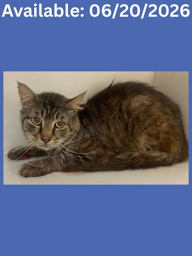 An adult medium-sized male Domestic Short Hair cat named Cat Condo for adoption in Greenville, TX