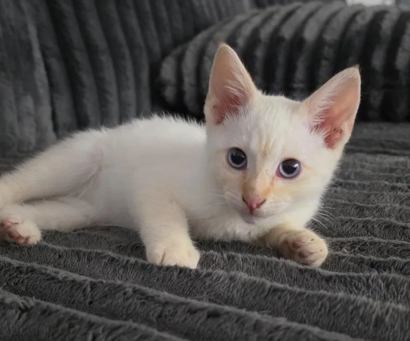 A baby large-sized male Siamese cat named Chico for adoption in San Jacinto, CA