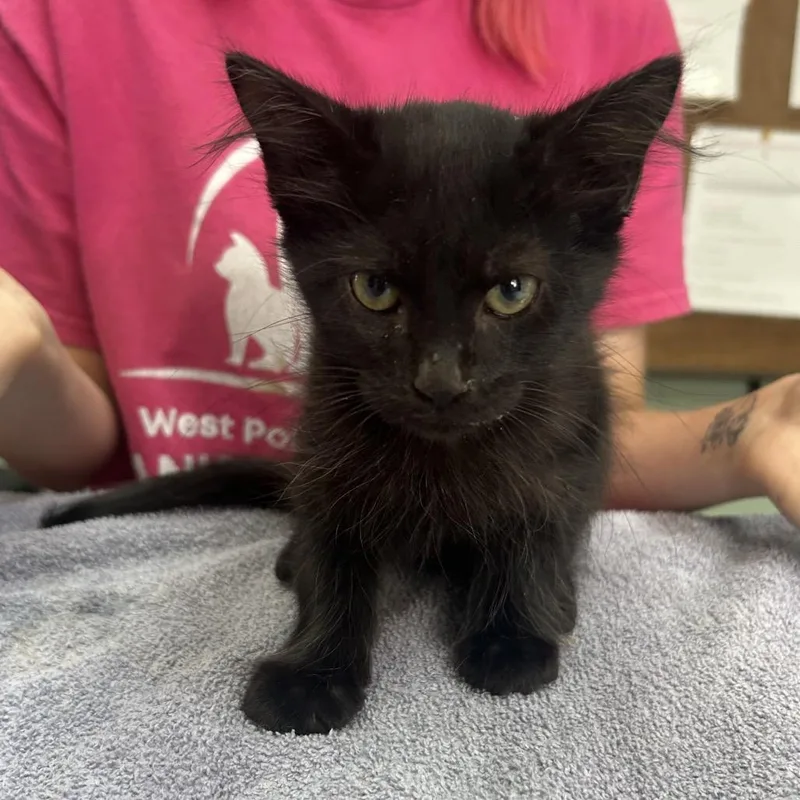 A baby small-sized male Black Domestic Medium Hair cat named Finnegan for adoption in West Point, MS