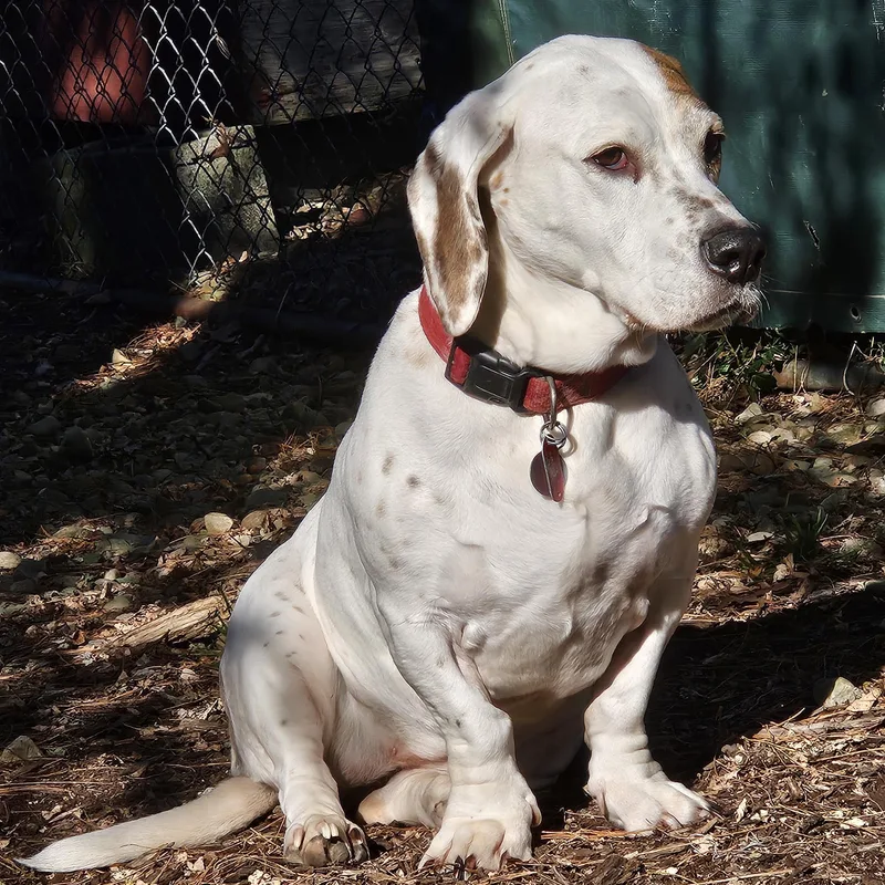 An adult large-sized female White / Cream Basset Hound dog named Betty Lou for adoption in Sharpsville, PA