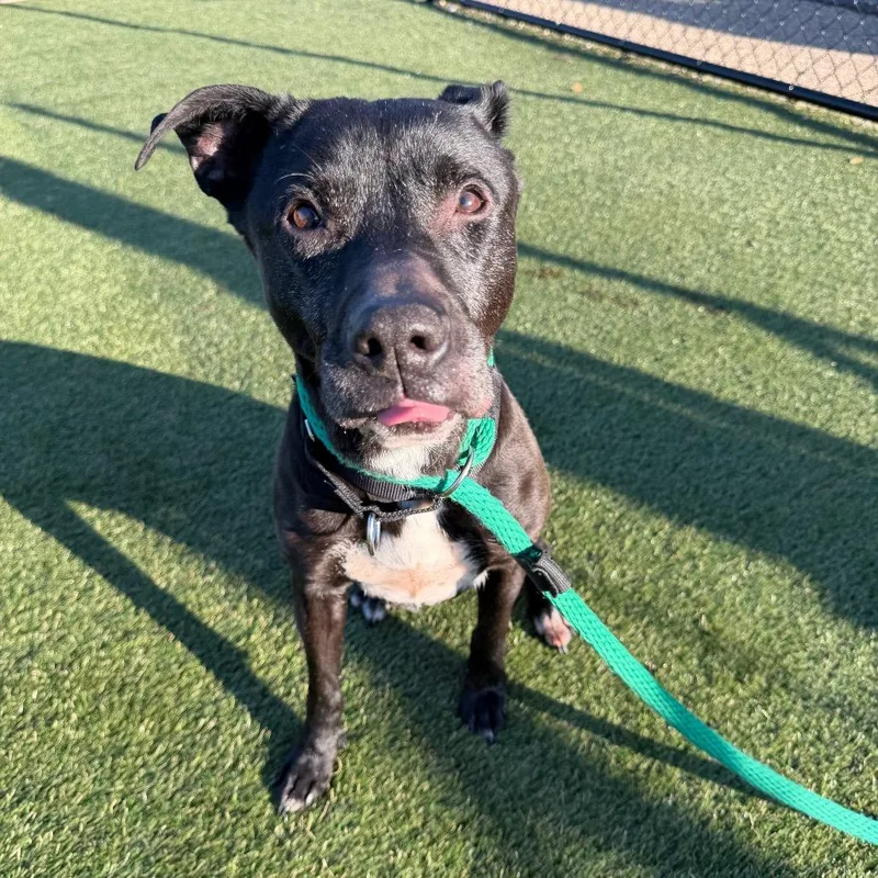 An adult medium-sized female Labrador Retriever dog named Marceline for adoption in Newfoundland, NJ