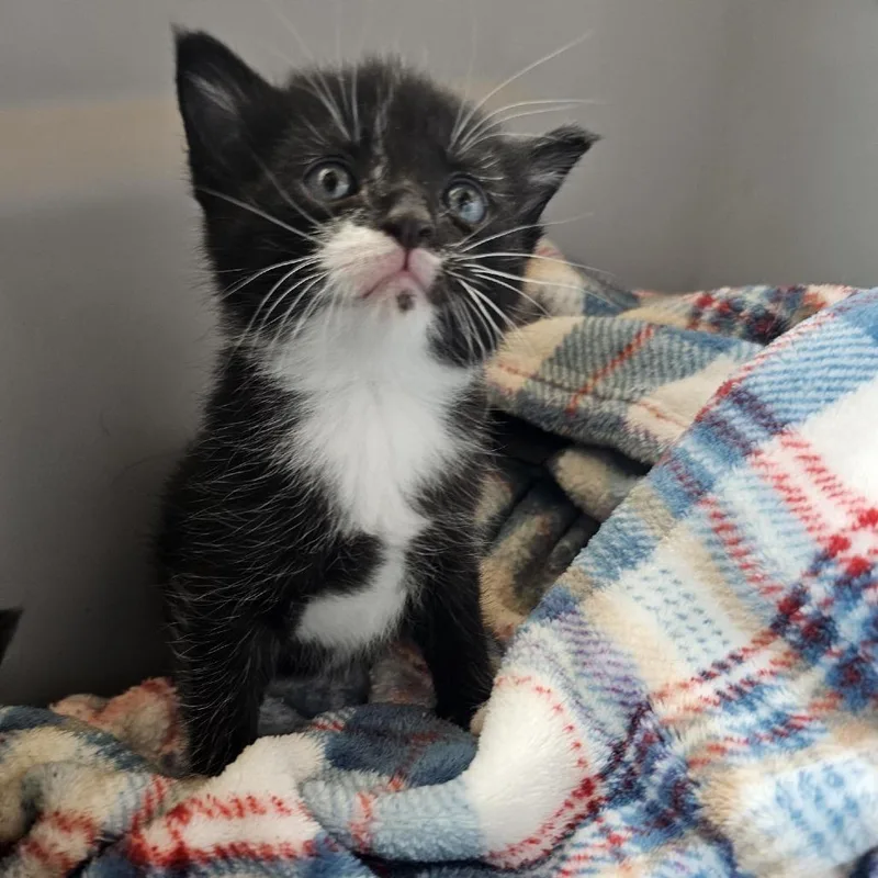 A baby small-sized female Black Domestic Short Hair cat named Madison for adoption in Fredericksburg, TX