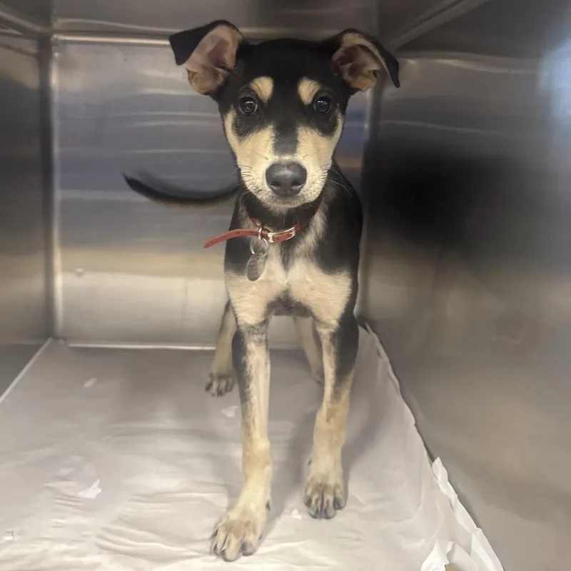 A baby small-sized female Mixed Breed dog named LA Prima for adoption in Port Washington, NY