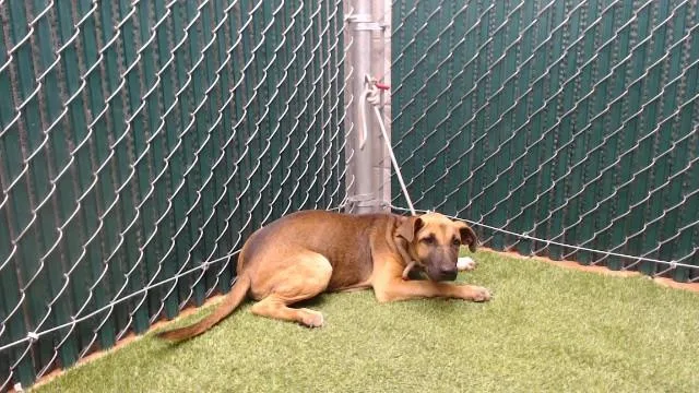 A baby medium-sized female Belgian Shepherd / Malinois dog named Brownie for adoption in Downey, CA