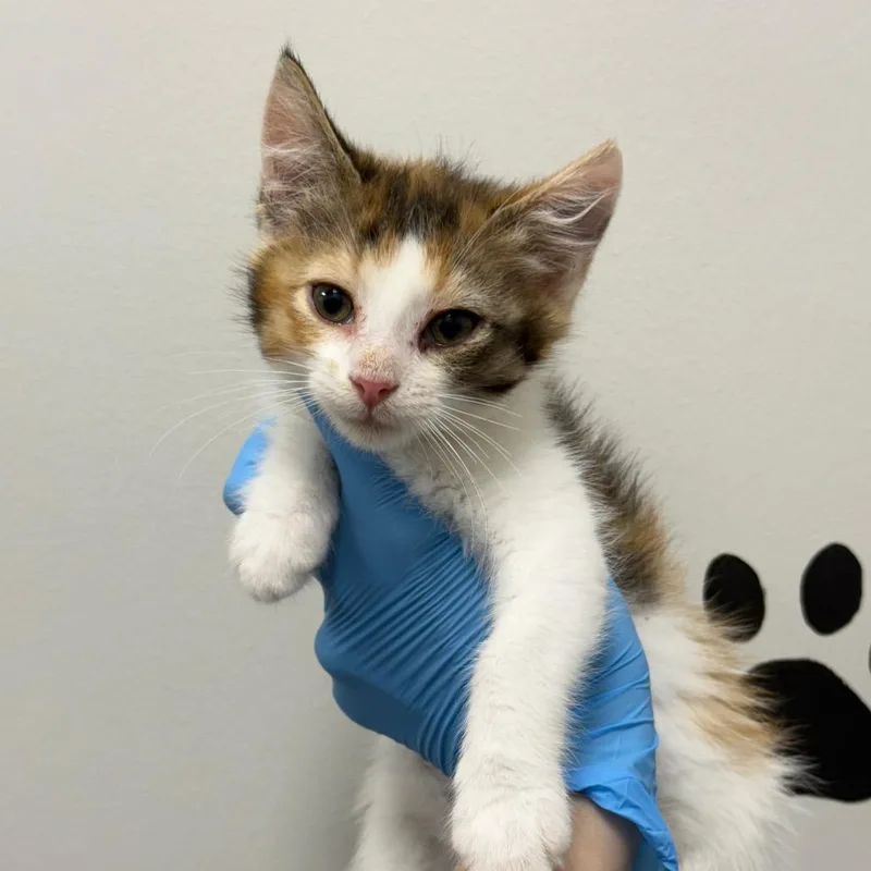 A baby small-sized female Calico Domestic Short Hair cat named Pomegranate for adoption in Spring Hill, KS