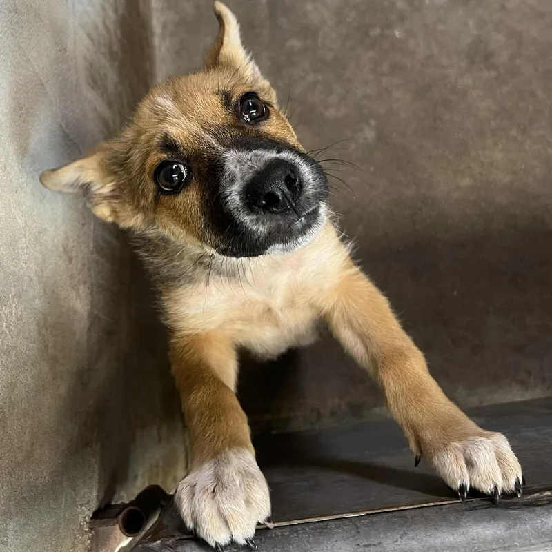 A young small-sized female Yellow / Tan / Blond / Fawn German Shepherd Dog dog named Riley for adoption in Pacifica, CA