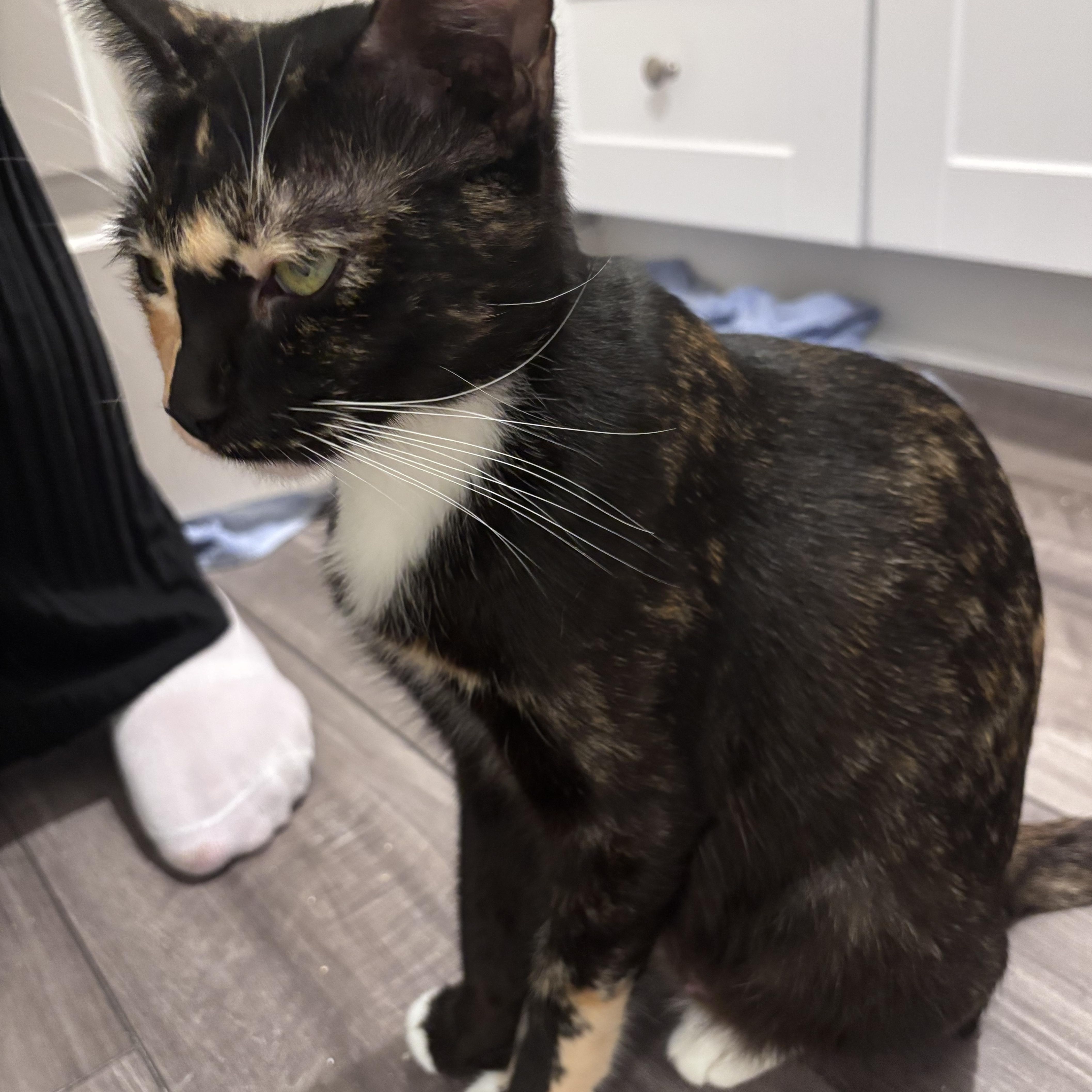 A baby medium-sized male Calico Domestic Long Hair cat named Citrus and Harper for adoption in Liverpool, TX