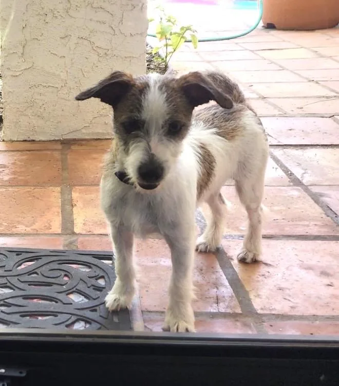 Zoomie thumbnail 5