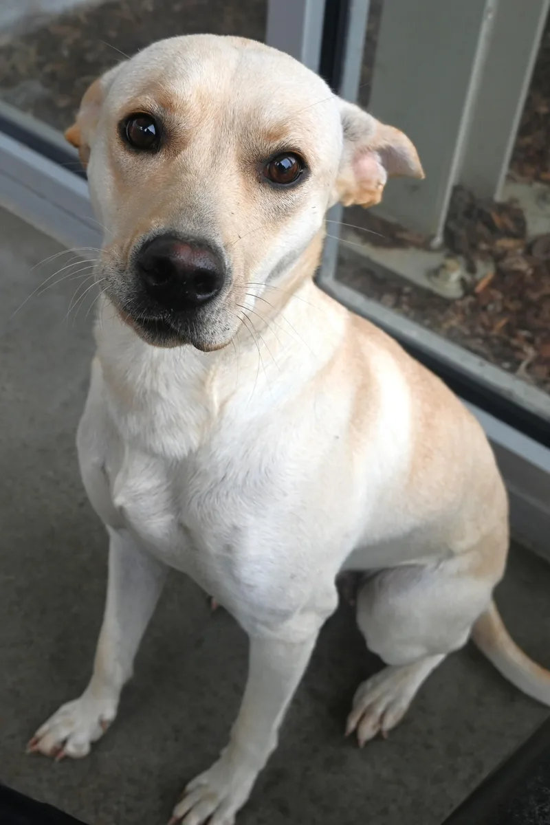 An adult medium-sized female Yellow / Tan / Blond / Fawn Labrador Retriever dog named 22760 for adoption in Broken Arrow, OK