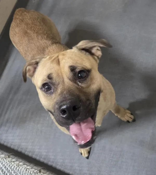 An adult large-sized male Pit Bull Terrier dog named Rhodes for adoption in Dallas, GA