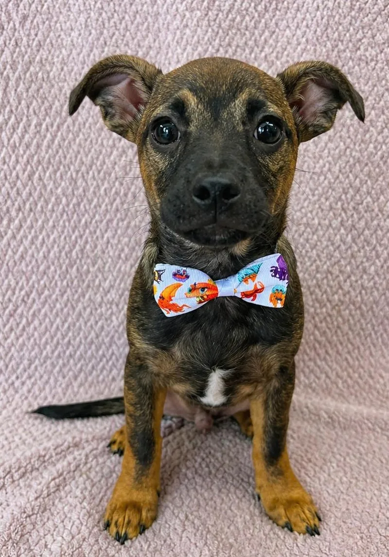 A baby small-sized male Brown / Chocolate Chihuahua dog named Denver for adoption in Lodi, CA