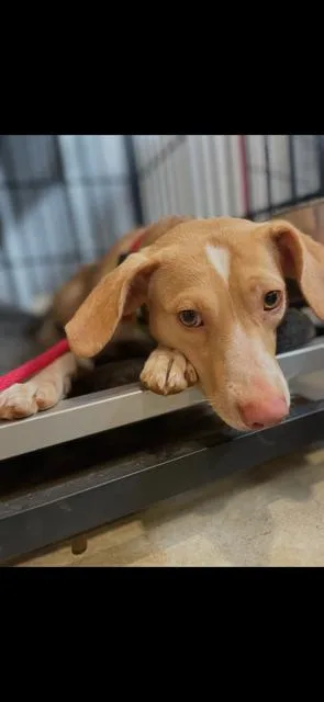 An adult medium-sized female Beagle dog named Sunny for adoption in Franklin, TN
