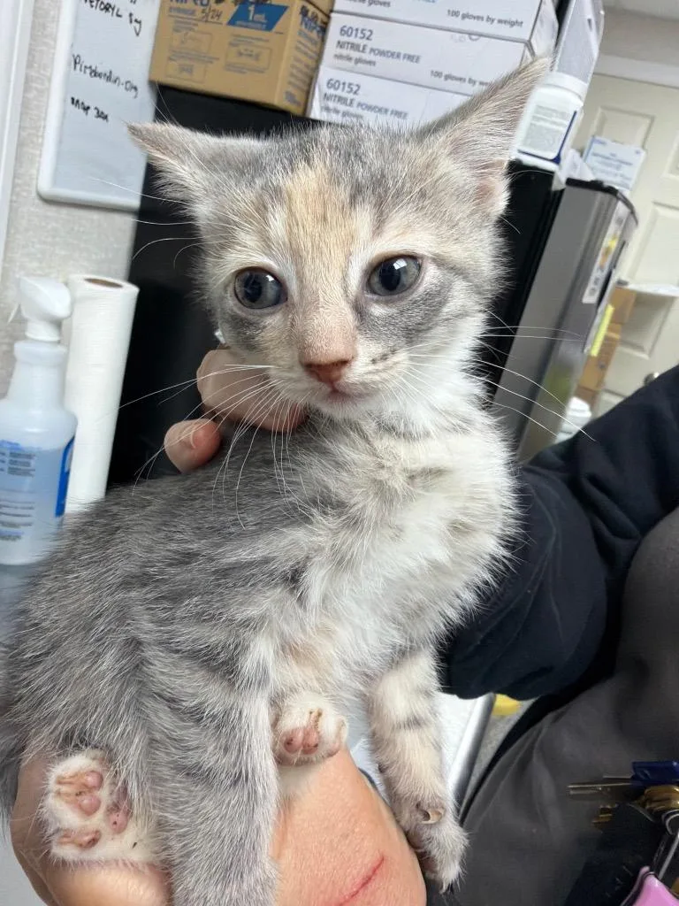 A baby medium-sized female Domestic Short Hair cat named Meadow for adoption in Pomona, NY