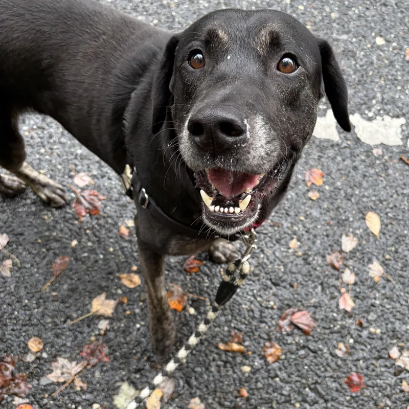An adult large-sized male Black Labrador Retriever dog named Duke for adoption in Ocean View, NJ