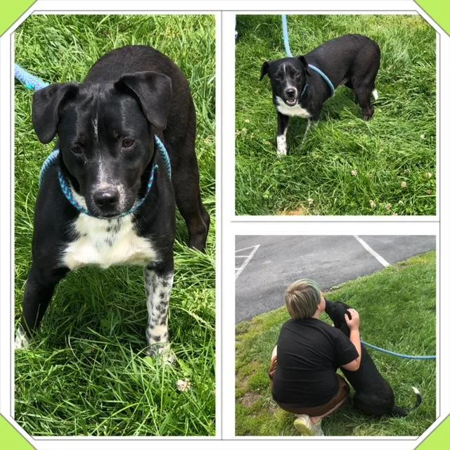 A baby medium-sized male Black Mixed Breed dog named Spot for adoption in Buckhannon, WV