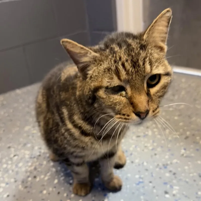 A senior large-sized male Brown / Chocolate Domestic Short Hair cat named Rollo for adoption in Tuscaloosa, AL