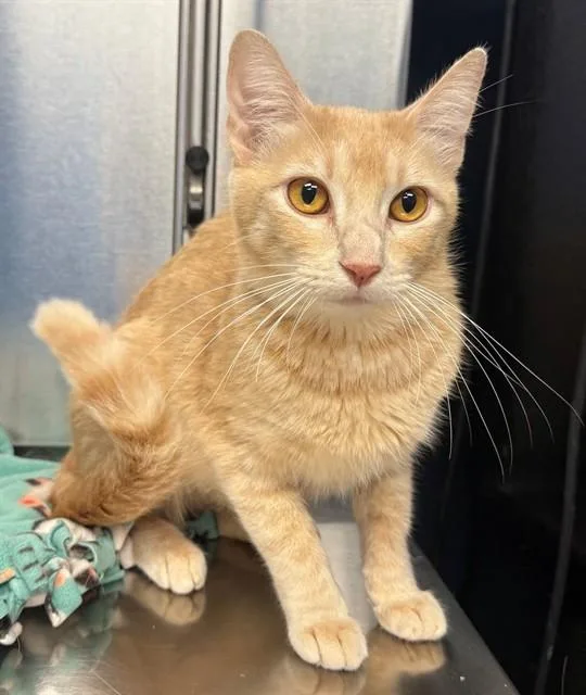 A young small-sized female Domestic Short Hair cat named London for adoption in Minneapolis, MN