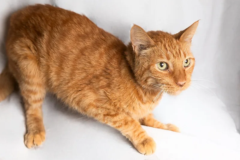 A senior small-sized male Tabby (Orange / Red) Tabby cat named Jaxon for adoption in Pasadena, CA