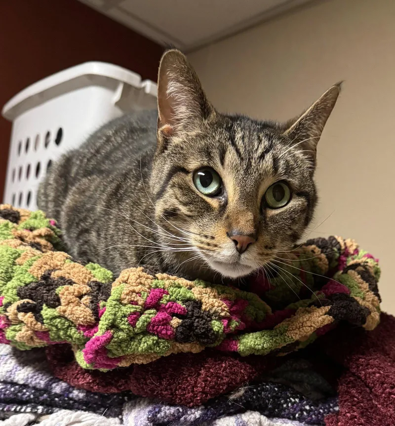 An adult medium-sized male Domestic Short Hair cat named Bruno for adoption in Tonawanda, NY