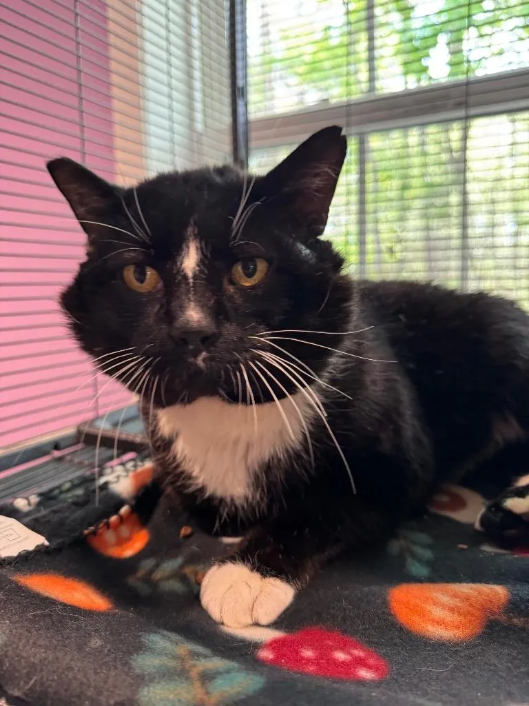 A young large-sized male Domestic Short Hair cat named Balboa for adoption in Cambridge, MD