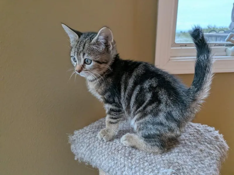 A baby small-sized male Domestic Medium Hair cat named Maple for adoption in Santa Cruz, CA