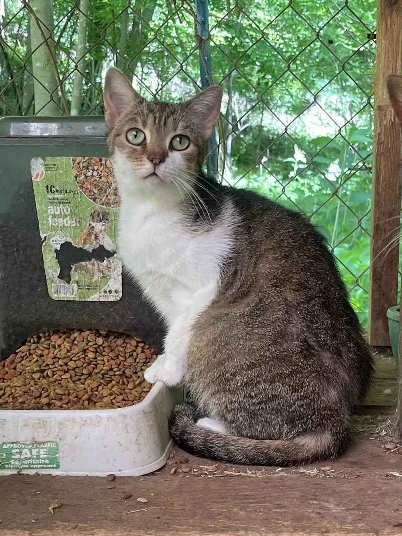 An adult medium-sized female White Domestic Short Hair cat named Gala for adoption in Stuart, VA