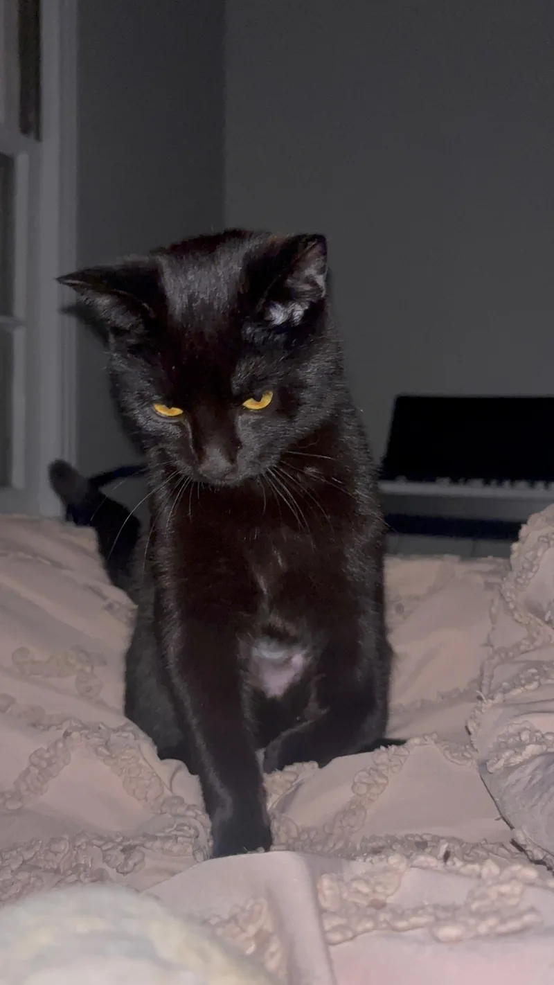 A baby small-sized female Black Domestic Short Hair cat named Spinach for adoption in Nashville, TN