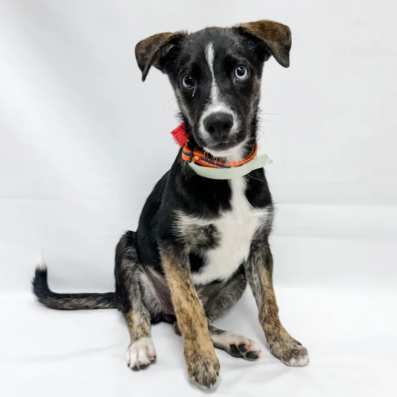A baby small-sized female Shepherd dog named Ember for adoption in Parker, CO