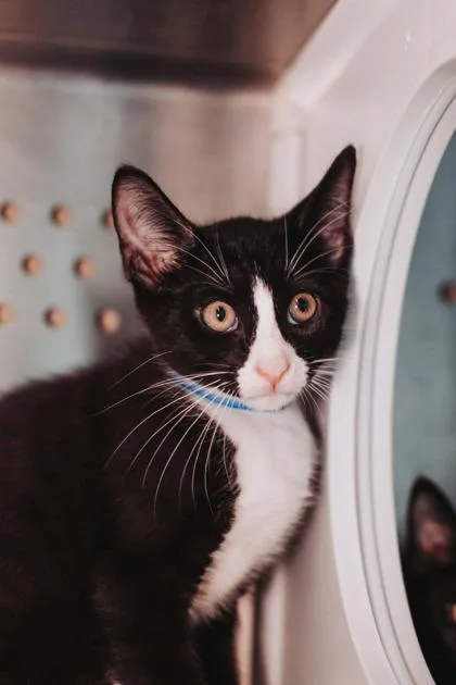A young small-sized male Domestic Short Hair cat named A Sabby for adoption in North Charleston, SC