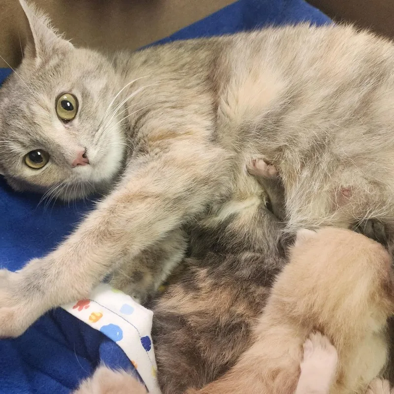 A young medium-sized female Calico Domestic Short Hair cat named Melody for adoption in Charleston, WV