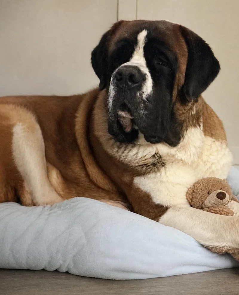 A young extra large-sized male Tricolor (Brown, Black, & White) Saint Bernard dog named Tucker for adoption in San Francisco, CA