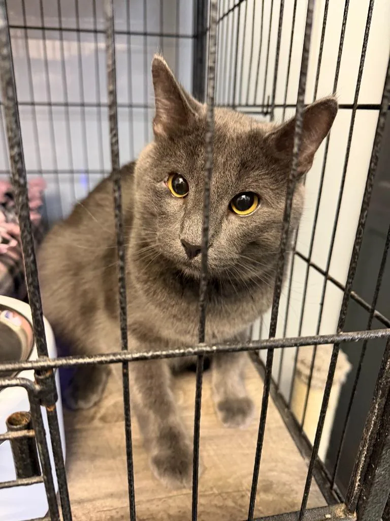 A young large-sized male Domestic Short Hair cat named Bigzzy for adoption in Algona, IA
