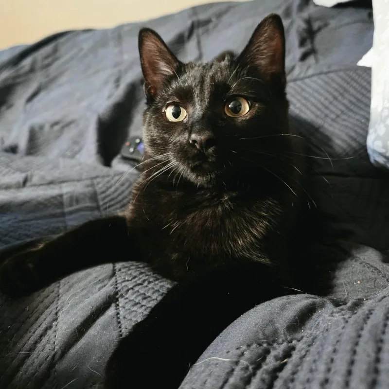 A baby small-sized male Domestic Short Hair cat named Flea for adoption in Stoughton, WI