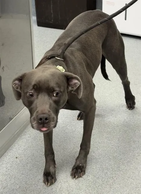 An adult medium-sized female Pit Bull Terrier dog named Nobara for adoption in Indianapolis, IN