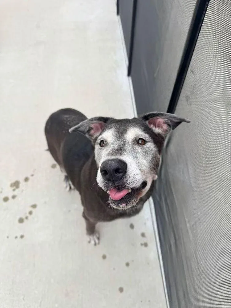 A senior medium-sized female Labrador Retriever dog named Marlene for adoption in Lakeland, FL