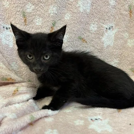 A baby small-sized male Black Domestic Short Hair cat named Midnight for adoption in Long Beach, CA