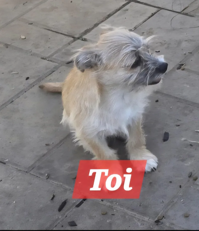 Toi  Dexter thumbnail 2
