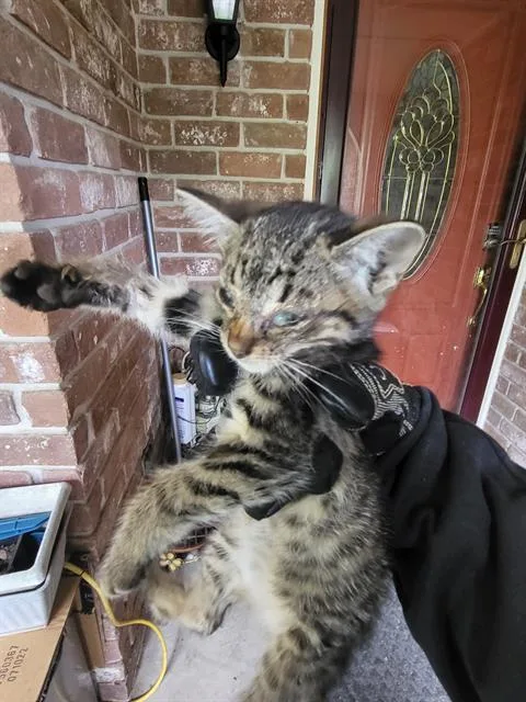 A baby small-sized male Domestic Short Hair cat named Twinkie for adoption in San Antonio, TX