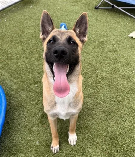 A young large-sized male Belgian Shepherd / Malinois dog named Campbells for adoption in Toledo, OH